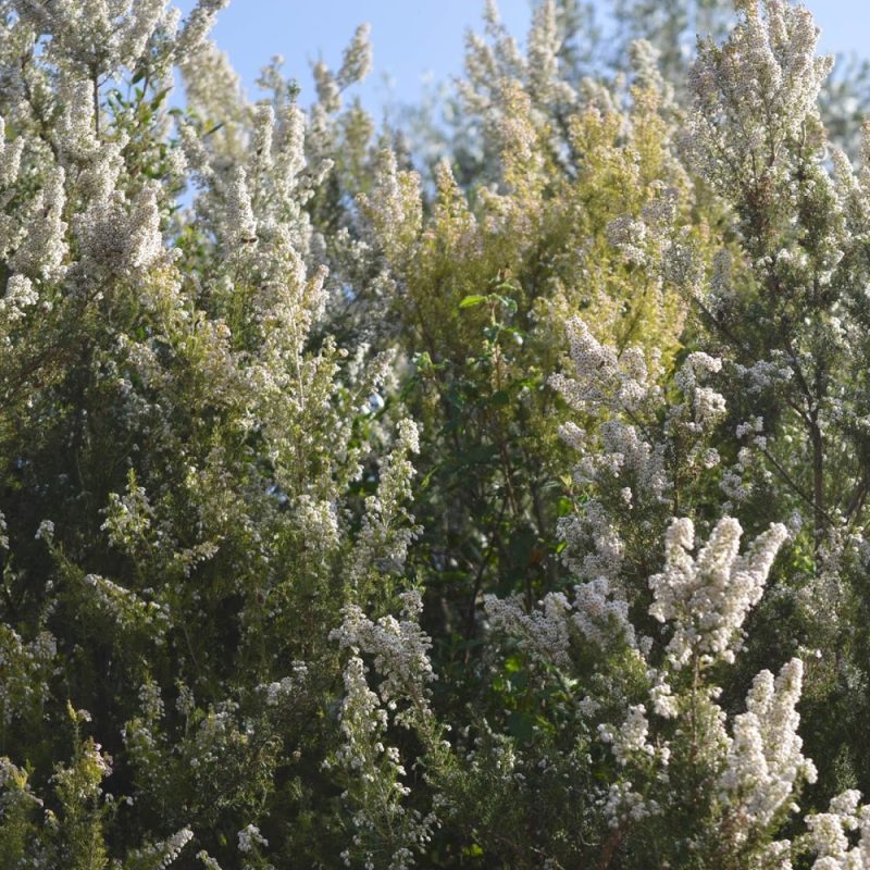Αγνό Φρέσκο Μέλι Μυρσίνης Μάνης Παναγιώτης Κανελλάκος Αγνό Φρέσκο Μέλι Μυρσίνης Μάνης Παναγιώτης Κανελλάκος